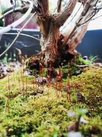 Plant growing on tree trunk