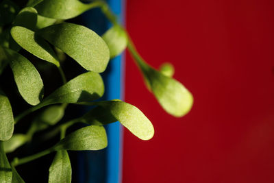 Bright color photo of basel microgreen in a blue container on a red background - home micro-farm