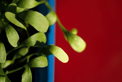 Close-up of plant against red background