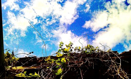 Low angle view of plants against cloudy sky