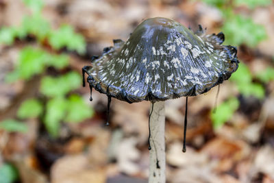 Close-up of black mushroom