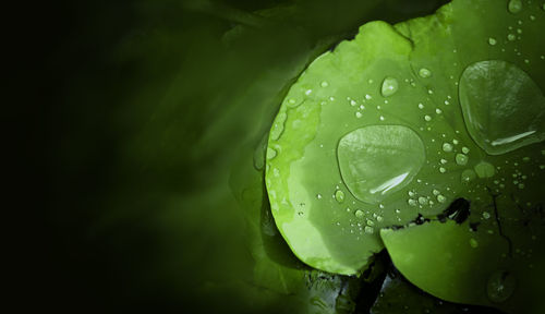 Close-up of water drops on leaves