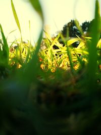 Close-up of fresh green plant