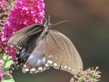 Close-up of butterfly pollinating flower