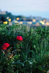 Close-up of flowers blooming in field