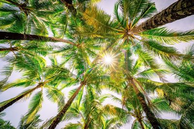 Low angle view of palm trees against sky