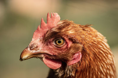 Close-up of a bird