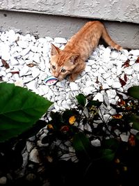 Low angle view of cat on flower