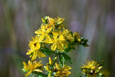 Close-up of yellow flowering plant in park