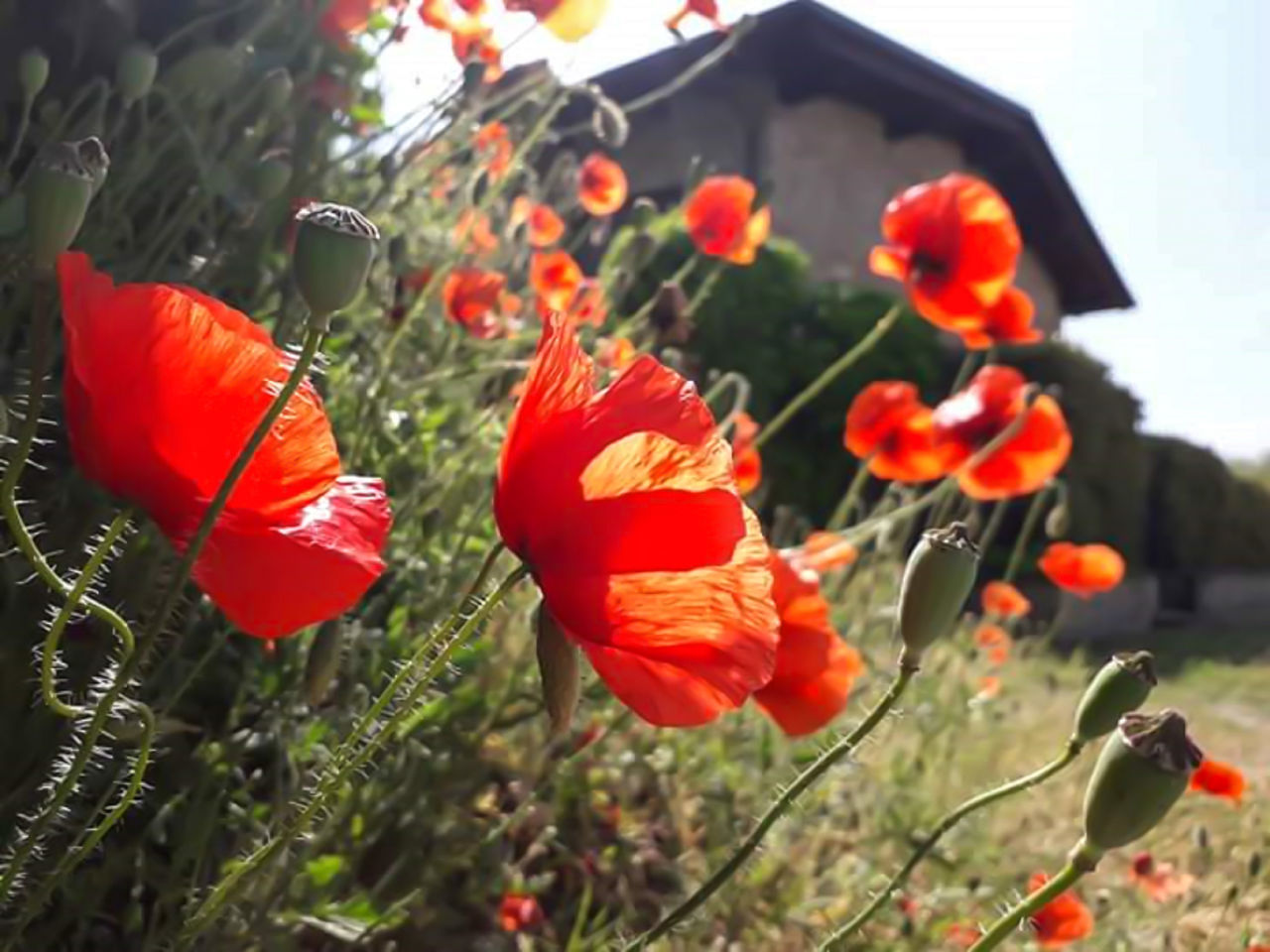 CLOSE-UP OF RED POPPIES