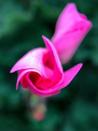 Close-up of pink rose