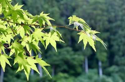 Close-up of leaves on tree