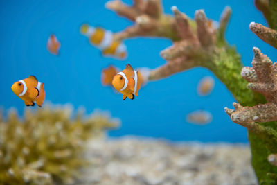 Young orange clownfish or amphiprion percula swim by coral reef in blue water at aquarium