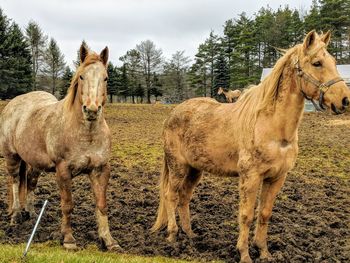 Lion standing in field against sky