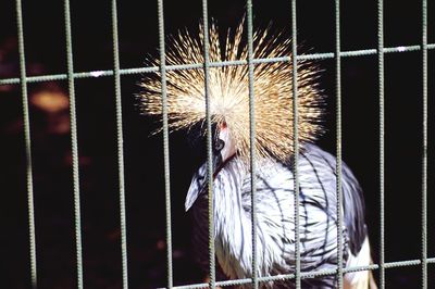 Close-up of bird in cage