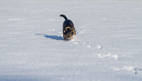 Close-up of dog in the dark