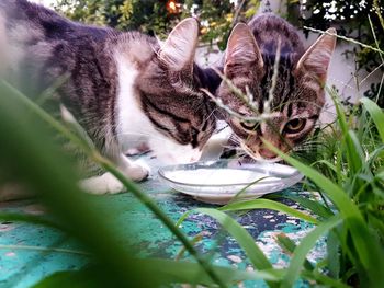 Cats drinking milk on bowl