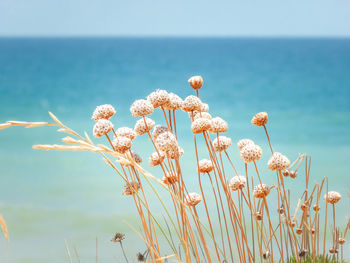 Close-up of flowering plants by sea against sky