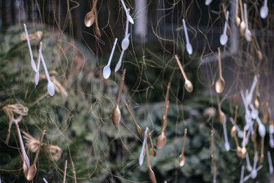 Close-up of plants against blurred background