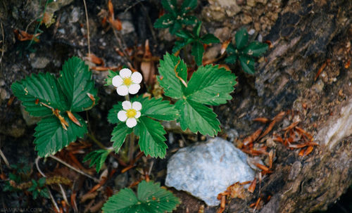 Close-up of white flowers