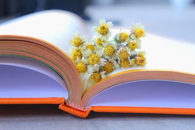 Close-up of yellow flower on table