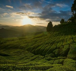 Scenic view of agricultural field against sky during sunset