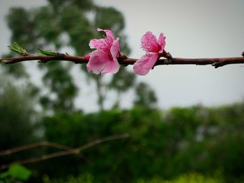 Close-up of pink flowers on branch