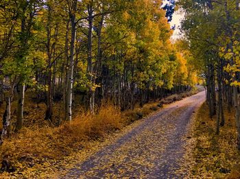 Road amidst trees during autumn