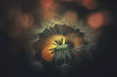 Close-up of dandelion