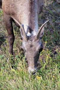 Close-up of a sheep grazing in field