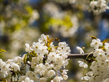 Close-up of insect on white flowers