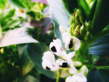 Close-up of white flower