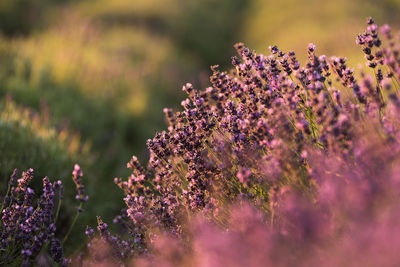 Close-up of pink flowering plants on field