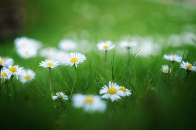 Close-up of daisies blooming on field