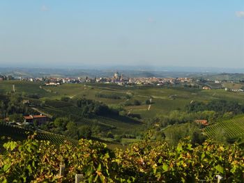 Scenic view of piedmont vineyard