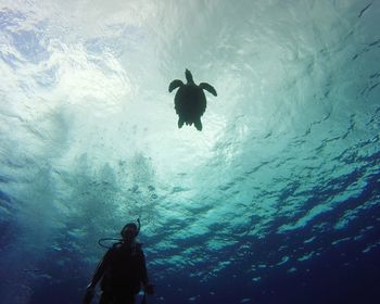 Rear view of silhouette man swimming in sea