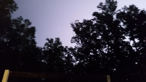 Low angle view of trees against sky