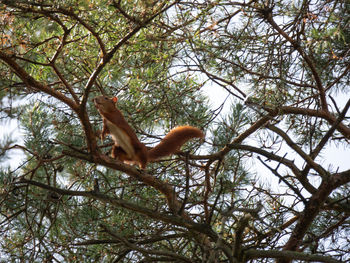 Low angle view of monkey on tree