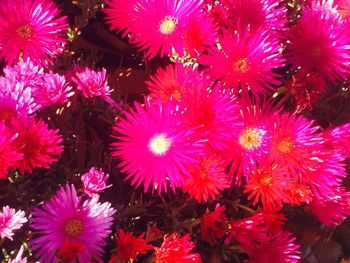 Close-up of flowers