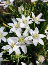 Close-up of white flowering plants