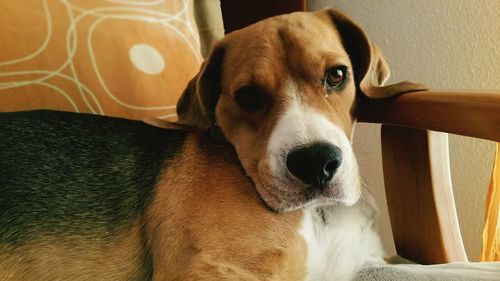 Close-up portrait of dog relaxing at home