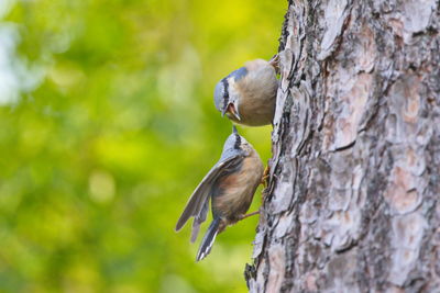 Young nuthatches on a tree