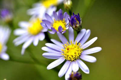 Close-up of purple flowering plant