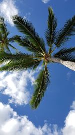 Low angle view of coconut palm tree against blue sky