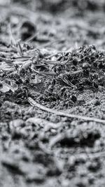 Close-up of leaf