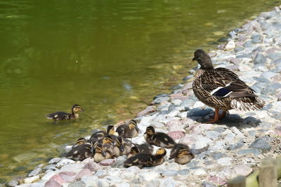 Ducks in a lake