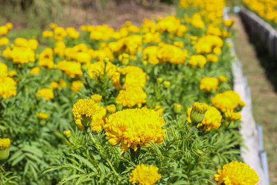 Close-up of yellow flowers on field