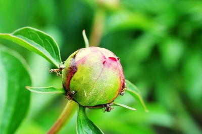 Close-up of fruit on plant