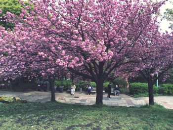 Pink flowers in park