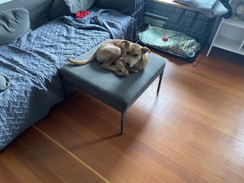 High angle view of dog relaxing on bed at home